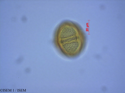 ISEM 1/Sapium_glandulatum_28003/Sapium_glandulatum_28003_0001(copy)_thumb.jpg